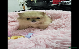 Pomeranian dogs for sale: Beautiful pom puppies -fully vaccinated  - Image 12