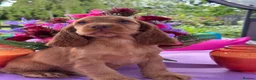Cocker Spaniel dogs for sale: Kc reg dna tested boy show type cocker puppy - Advert 18