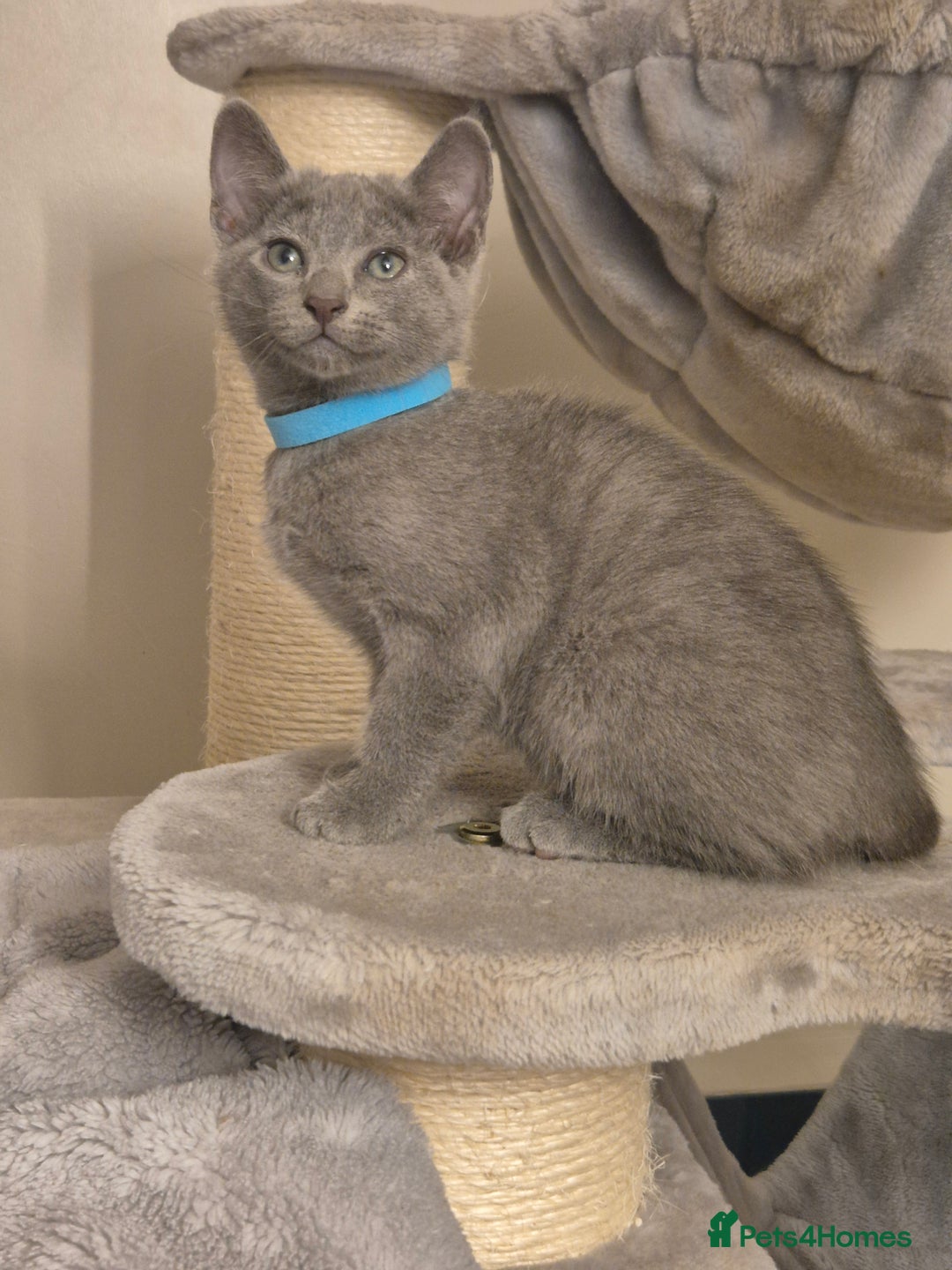 Russian Blue cats for sale: Amazing Russian Blue kittens 💙 - Advert 7