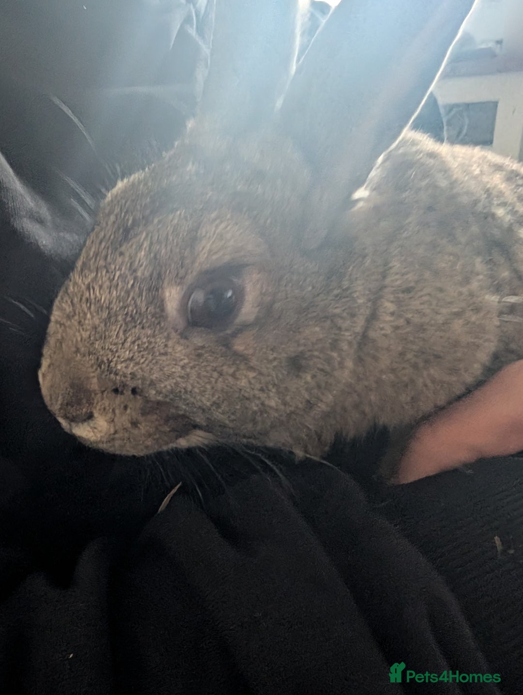 Mixed Breed rabbits for sale: Male rabbit  - Advert 4