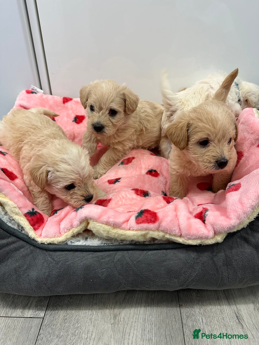 Mixed Breed dogs for sale: Westiepoo puppies - Advert 8