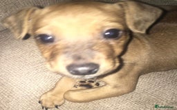 Mixed Breed dogs for sale: Alfie - Image 4