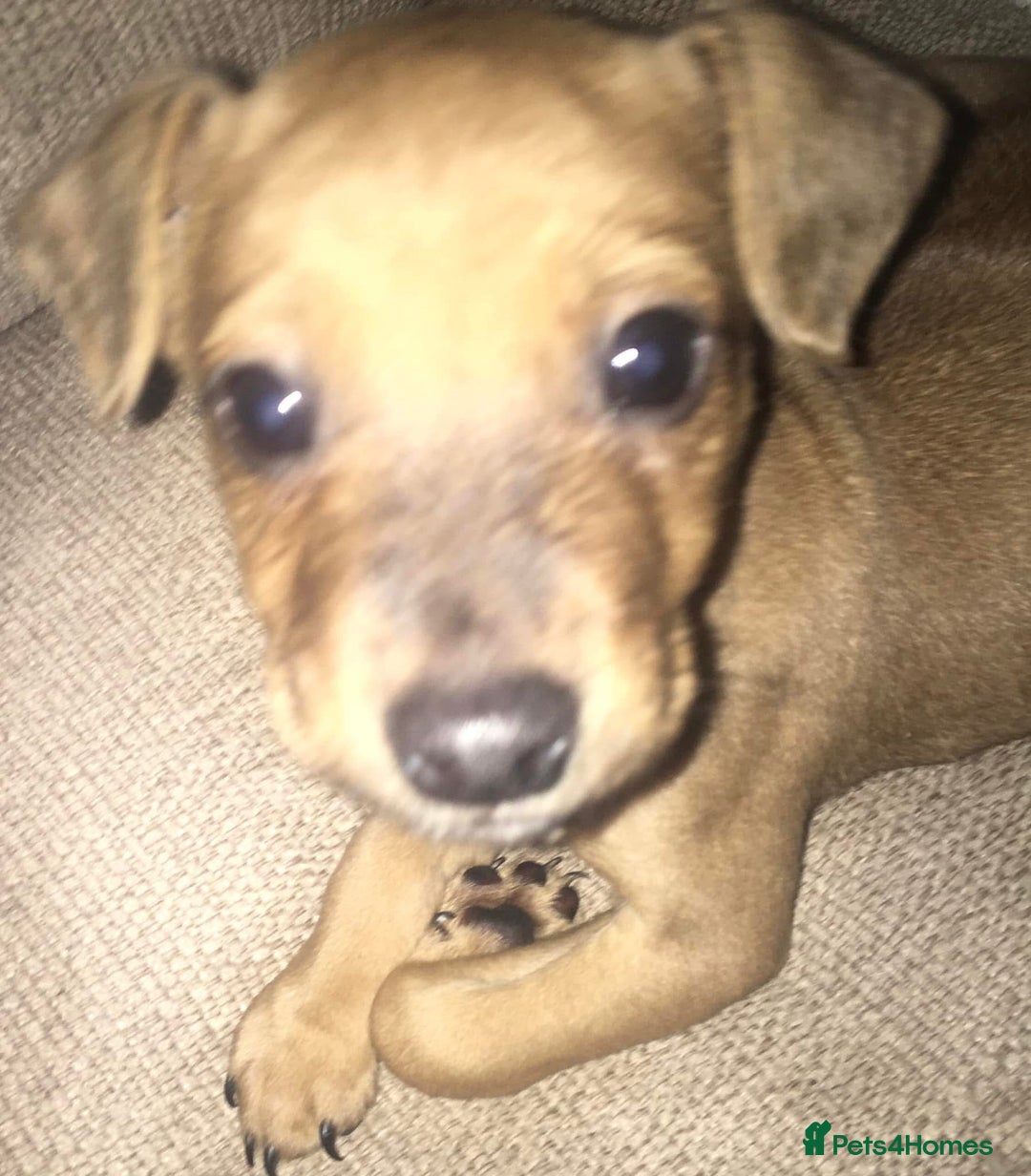 Mixed Breed dogs for sale: Alfie - Image 4