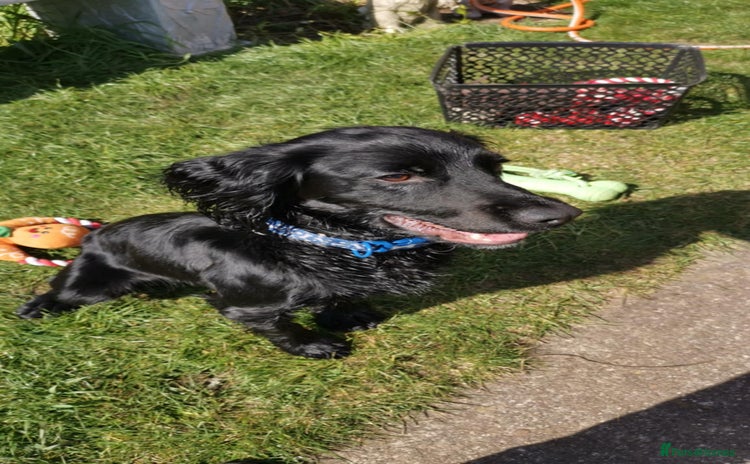 Cocker Spaniel dogs for sale - Advert 1