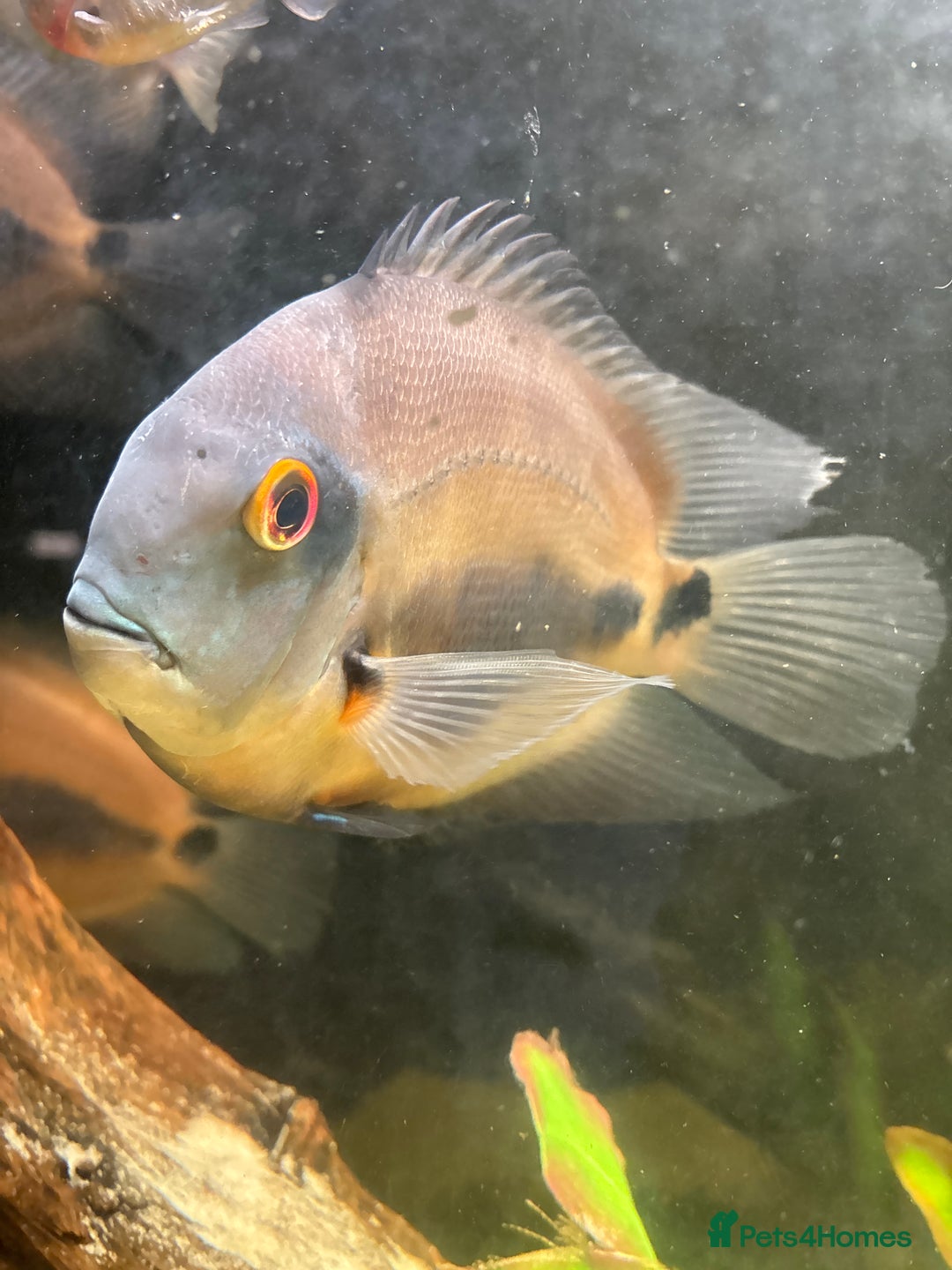 Cichlids fish for sale: Uaru  - Advert 4