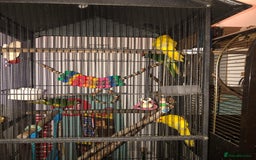 Mixed Breed birds for sale: Kakari For Sale - Image 3