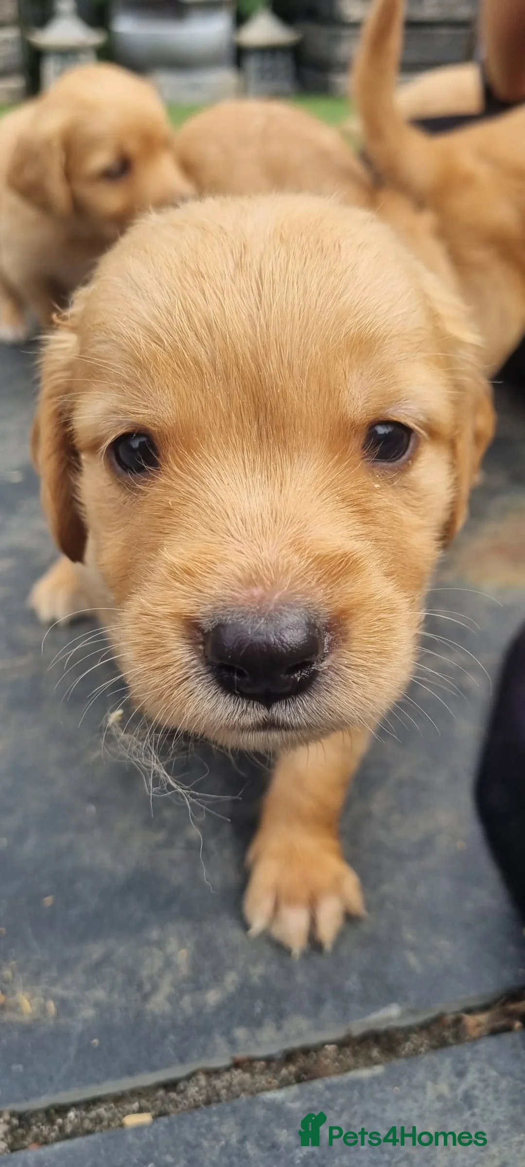 Golden Retriever dogs for sale: Beautiful KC registered Golden Retriever puppies  - Advert 11