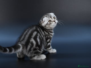 Scottish Fold cats LICENSED CATTERY, PURE BREED TOP QUALITY KITTENS - Advert 2