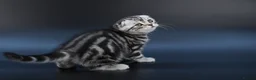 Scottish Fold cats for sale: LICENSED CATTERY, PURE BREED TOP QUALITY KITTENS - Advert 2