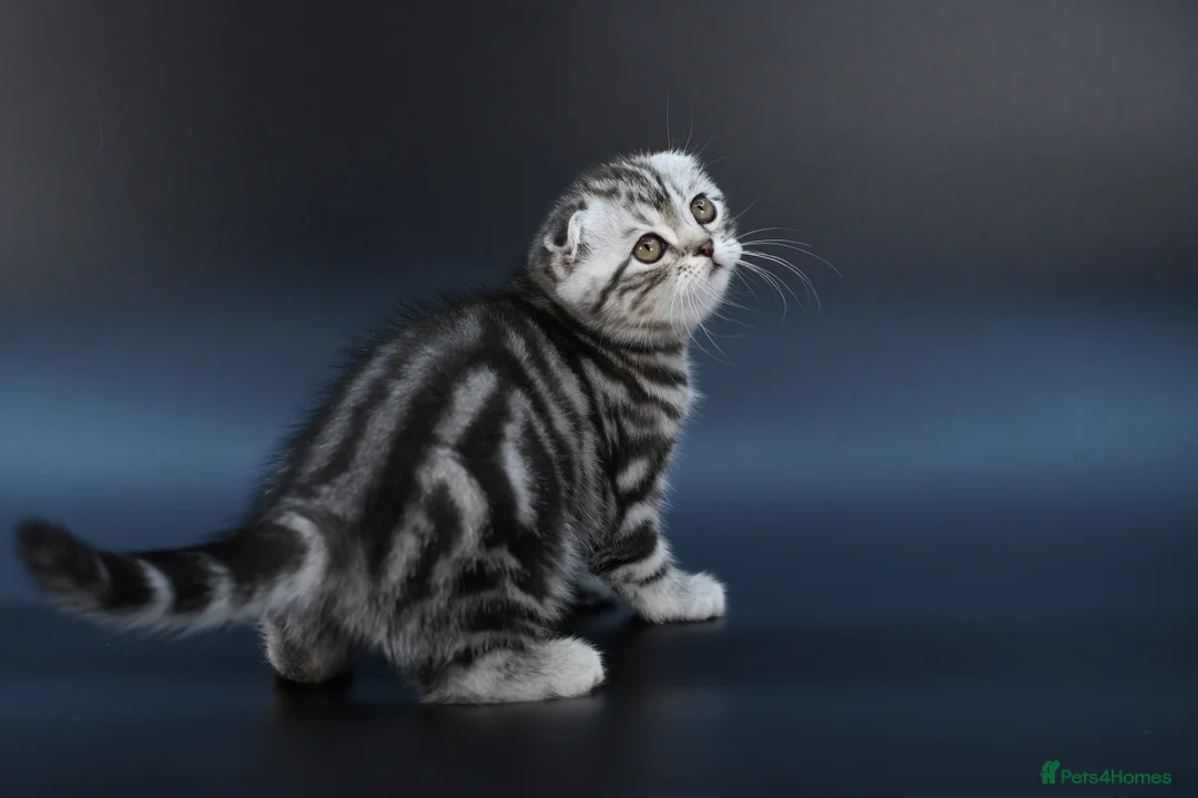 Scottish Fold cats for sale: LICENSED CATTERY, PURE BREED TOP QUALITY KITTENS - Advert 2
