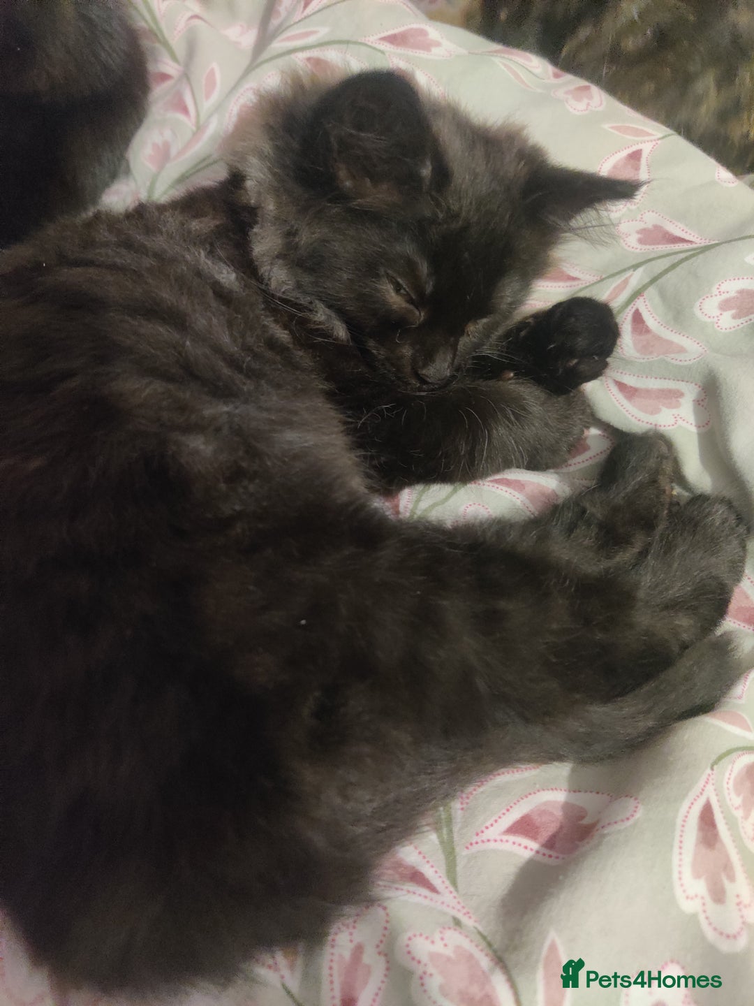 British Shorthair cats for sale: Black and tortie kittens ( mother for sale too) - Advert 7