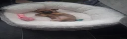 Chihuahua dogs for sale: Little girl  in Southend-on-Sea - Advert 3