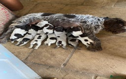 German Wirehaired Pointer dogs for sale: German Wire Haired Pointer Puupies - Image 3