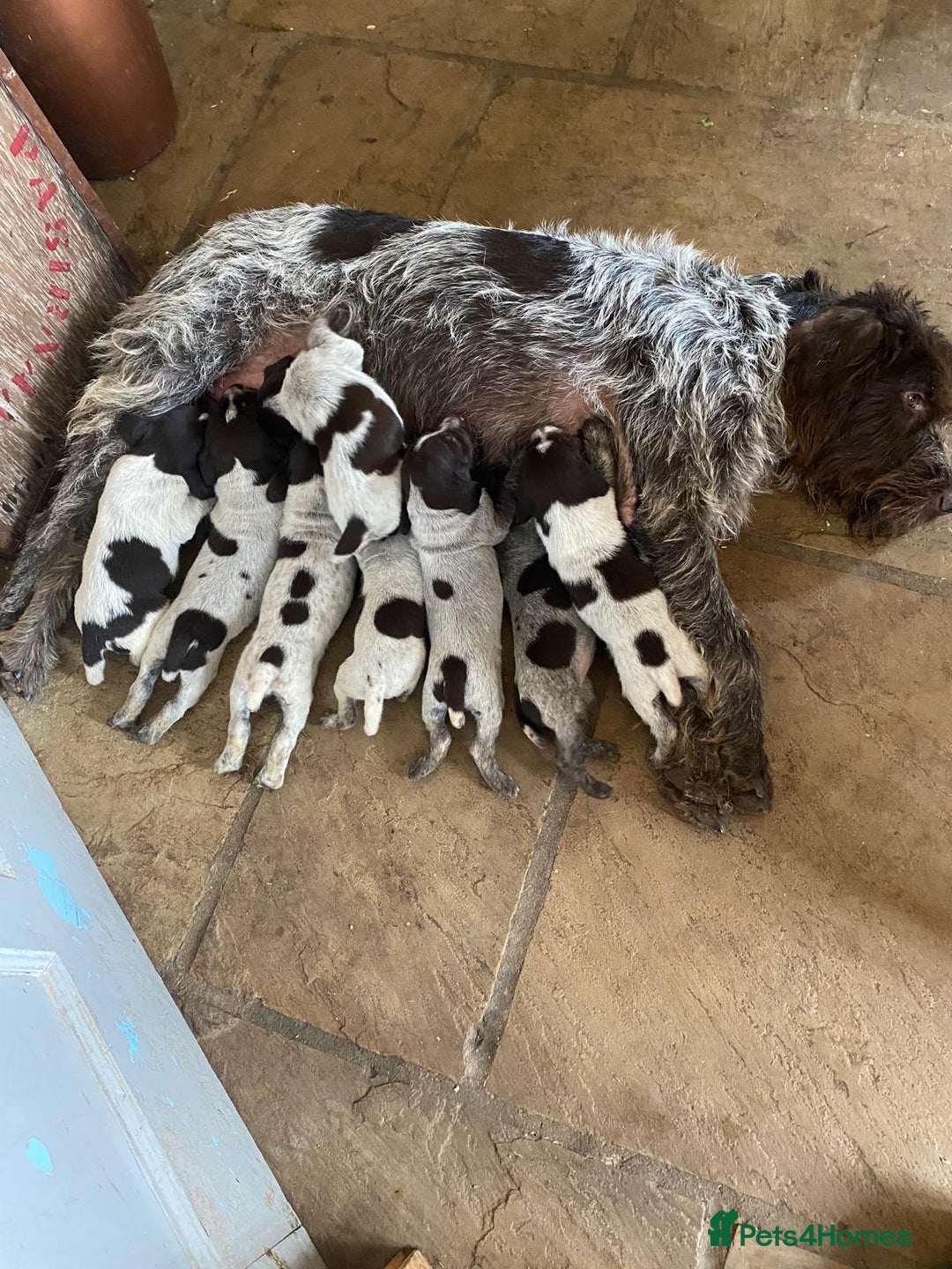 German Wirehaired Pointer dogs for sale: German Wire Haired Pointer Puupies - Image 3