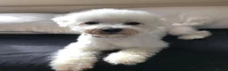 Bichon Frise dogs for sale: Bichon frise for adoption  - Advert 17
