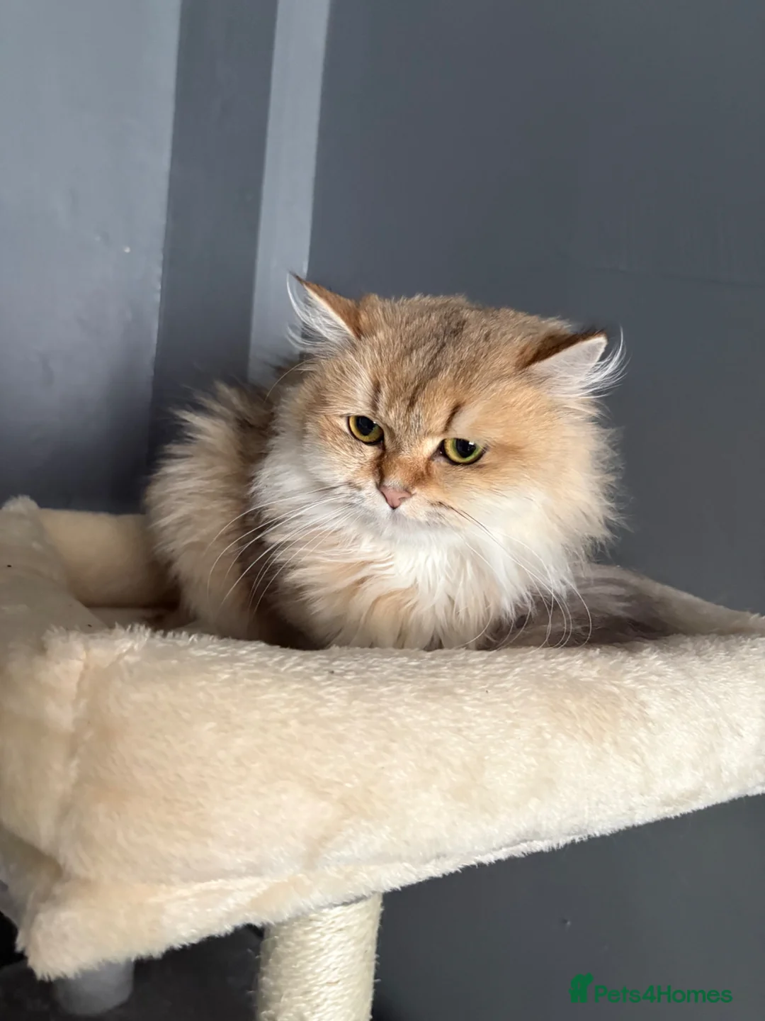 Persian cats for sale: Cute Persian cat - Advert 1