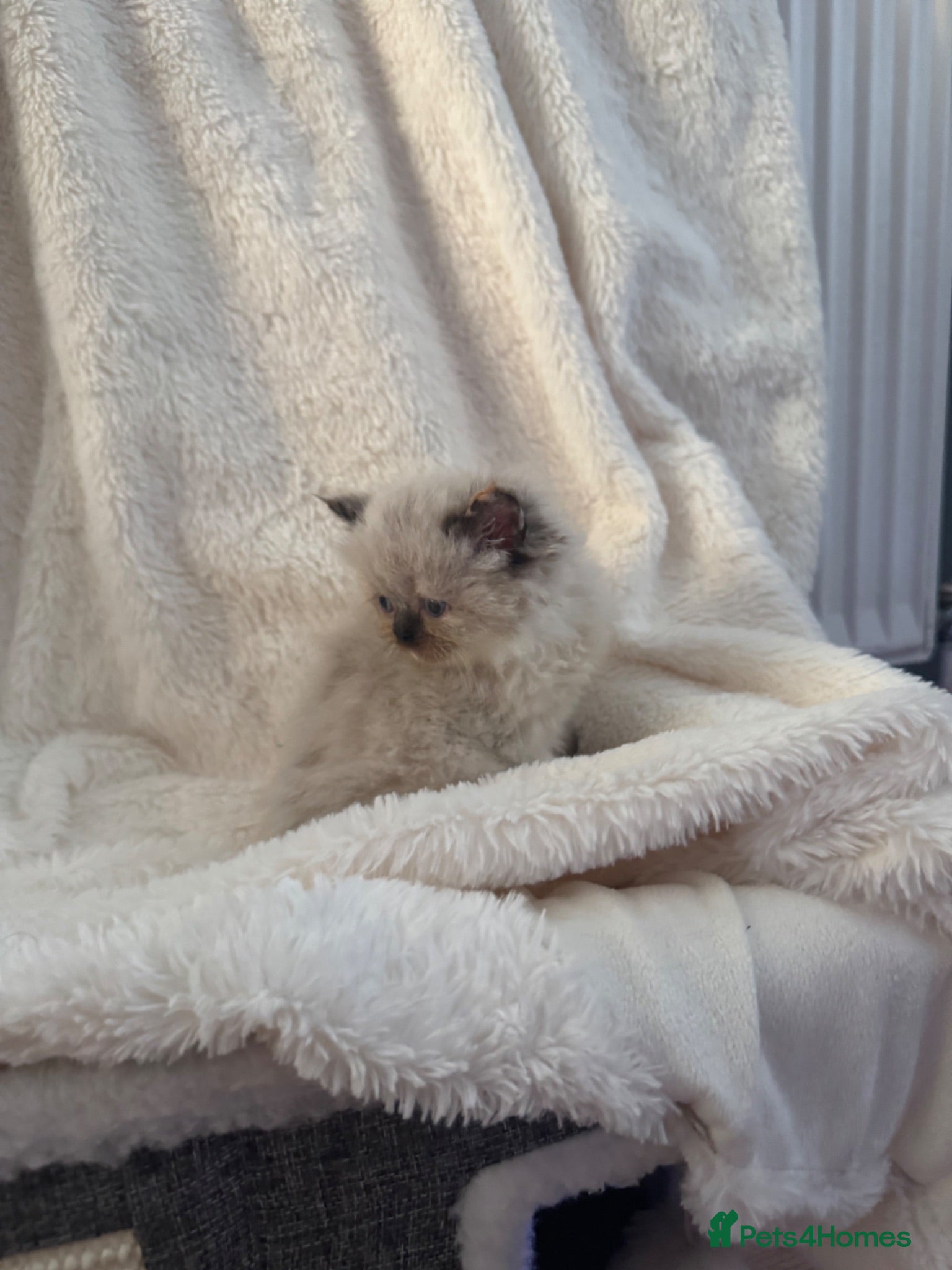 Persian cats Stunning Persian kittens  - Advert 11