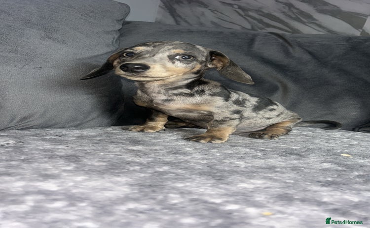 Dachshund dogs in Middlesbrough - Advert 4