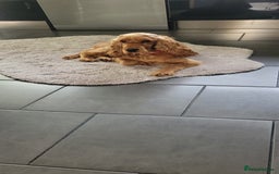 Cocker Spaniel dogs for sale: Show class golden cocker spaniel bitch kc reg - Image 2
