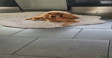 Cocker Spaniel dogs - Advert 11