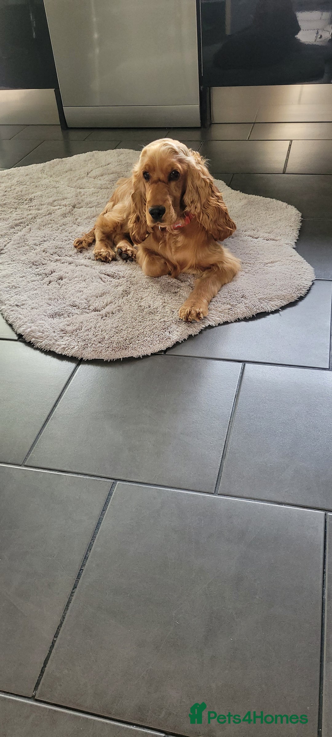 Cocker Spaniel dogs for sale: Show class golden cocker spaniel bitch kc reg - Image 2
