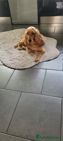 Cocker Spaniel dogs - Advert 2