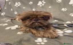 Shih Tzu dogs for sale: imperial karishishi shih tzu boys  - Image 18