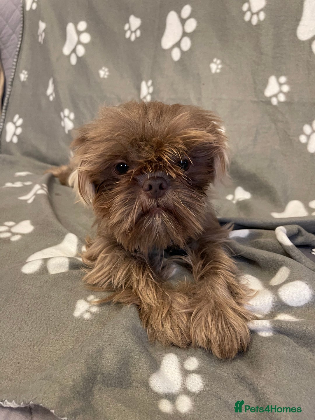 Shih Tzu dogs for sale: imperial karishishi shih tzu boys  - Image 18