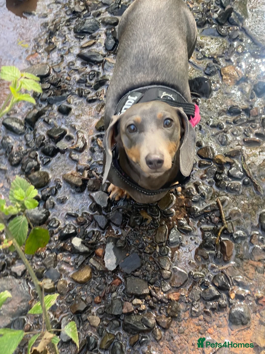 Dachshund dogs for sale: Beautiful miniature dachshund puppy’s  in Newport - Advert 1