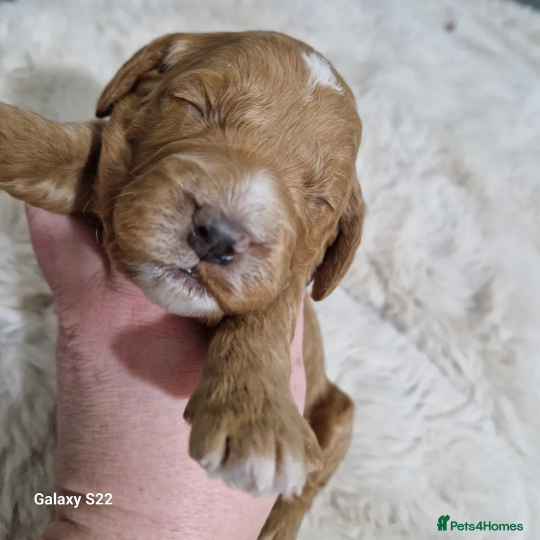 Cockapoo dogs for sale: F1b Cockapoo - Advert 2