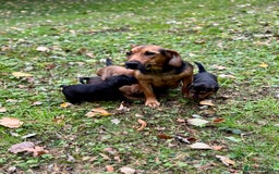 Mixed Breed dogs for sale: 🖤 BOLD Patterdale X  puppies 🖤 - Image 3