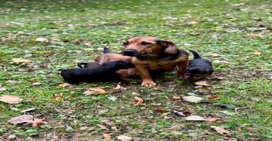 Mixed Breed dogs - Advert 13