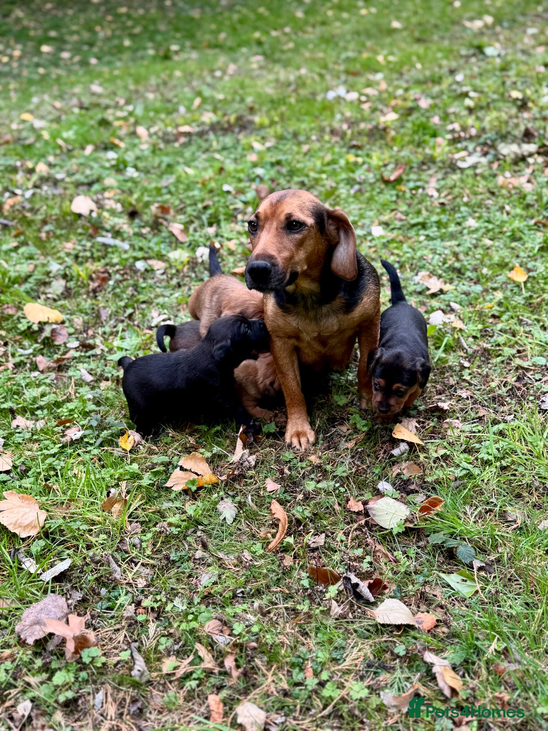 Mixed Breed dogs for sale: 🖤 BOLD Patterdale X  puppies 🖤 - Image 3