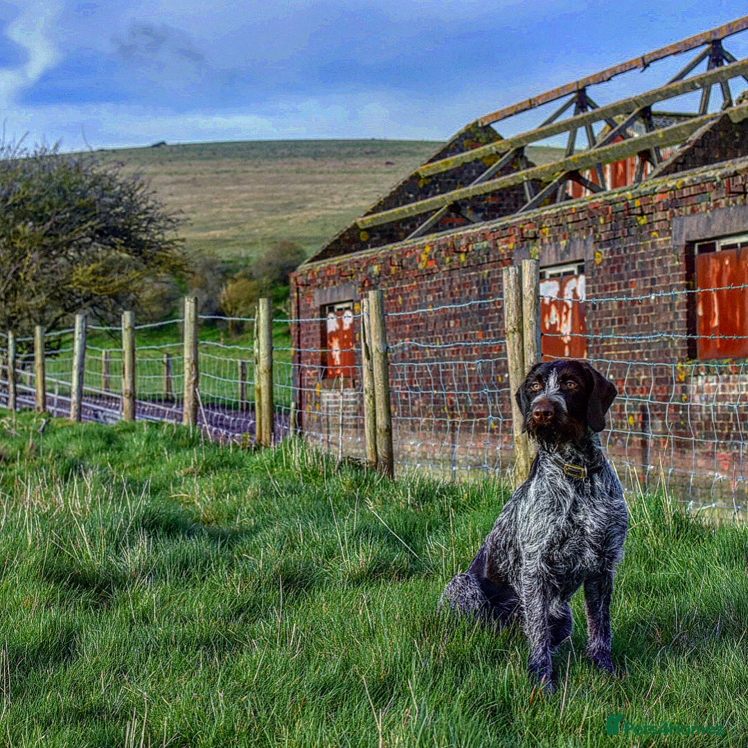 German Wirehaired Pointer dogs for sale: PUPS DUE 25th September  - Image 9