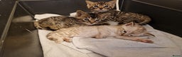 Mixed Breed cats for sale: Bengal, Siamese mix. 7/8ths Bengal 1 /8th Siamese  - Advert 11