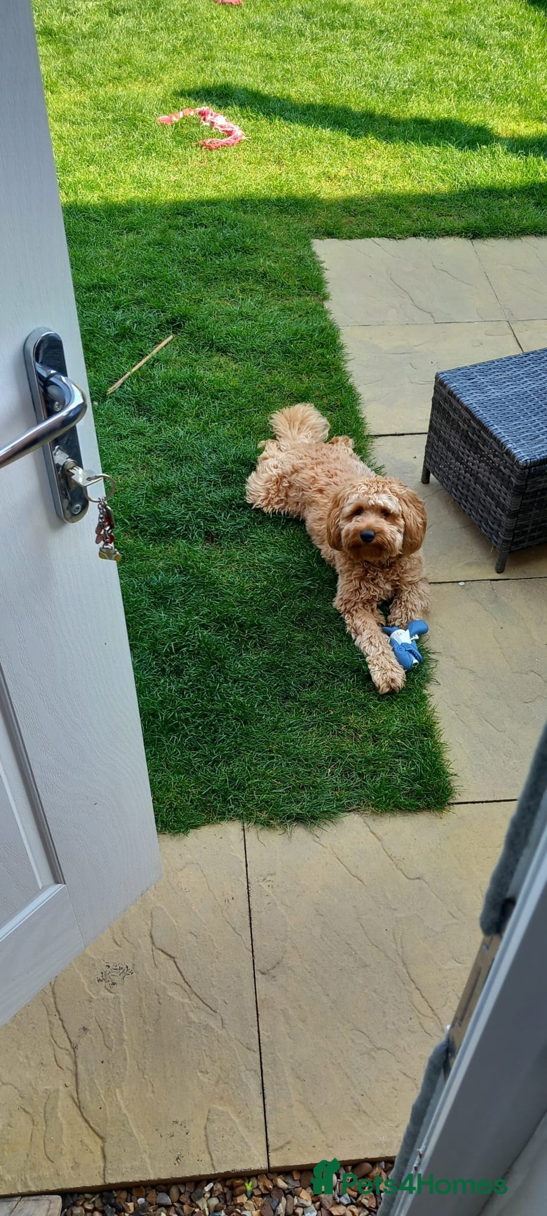 Cavapoo dogs for stud: Cavapoo F1B is ready for stud - Image 5