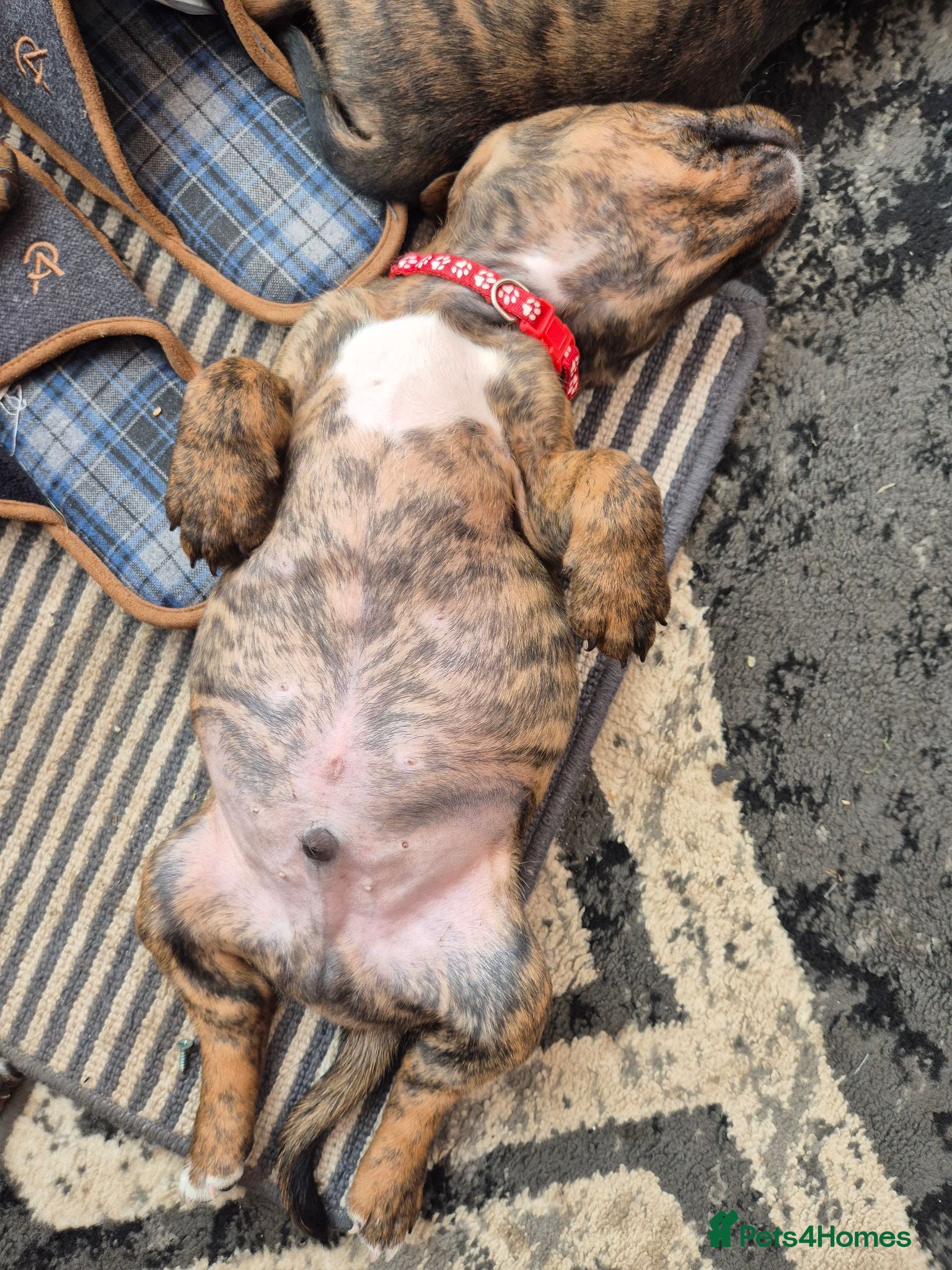 Mixed Breed dogs Gorgeous lil puppies *3 males* - Advert 2