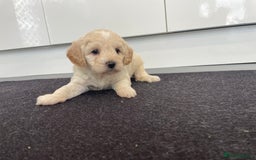 Cavapoochon dogs for sale: Beautiful Cavapoochon puppies for sale  - Image 22
