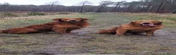 Golden Retriever dogs for sale: KC working line from health tested parents  in Saltburn-by-the-Sea - Advert 13