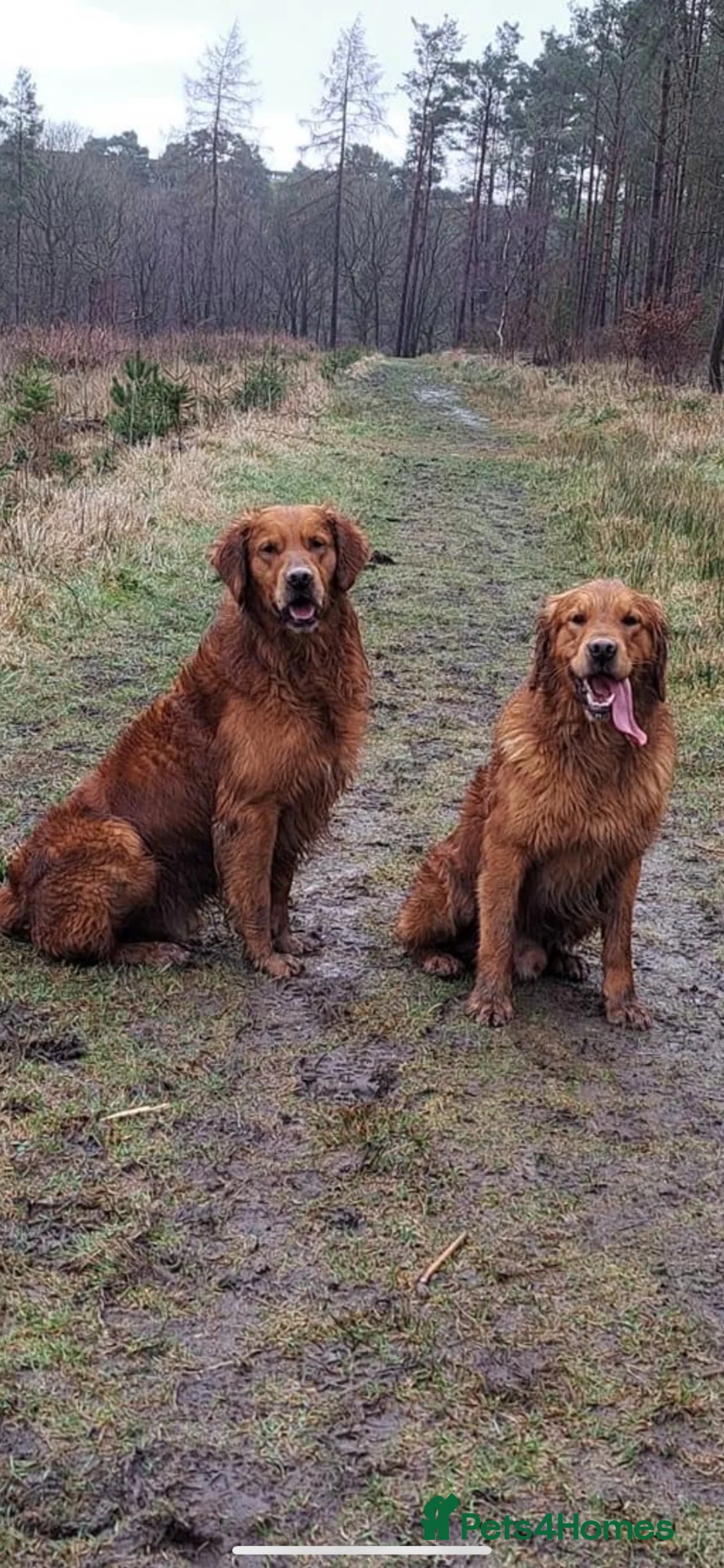 Golden Retriever dogs for sale: KC working line from health tested parents  in Saltburn-by-the-Sea - Advert 13