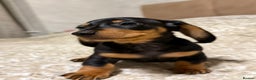 Miniature Dachshund dogs for sale: Miniature Dachshund Black and Tan Boy smooth hair - Advert 4