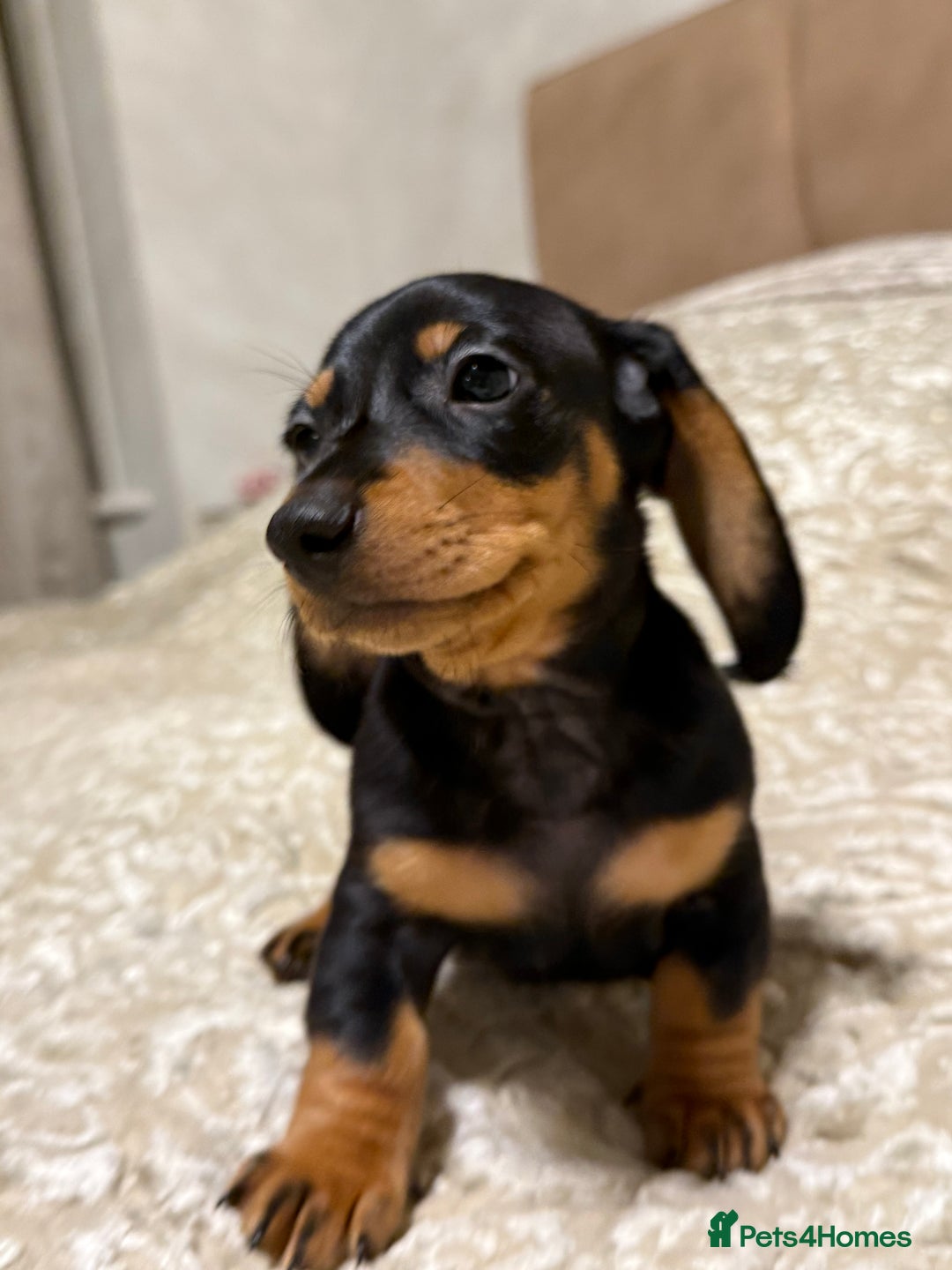 Miniature Dachshund dogs for sale: Miniature Dachshund Black and Tan Boy smooth hair - Advert 4