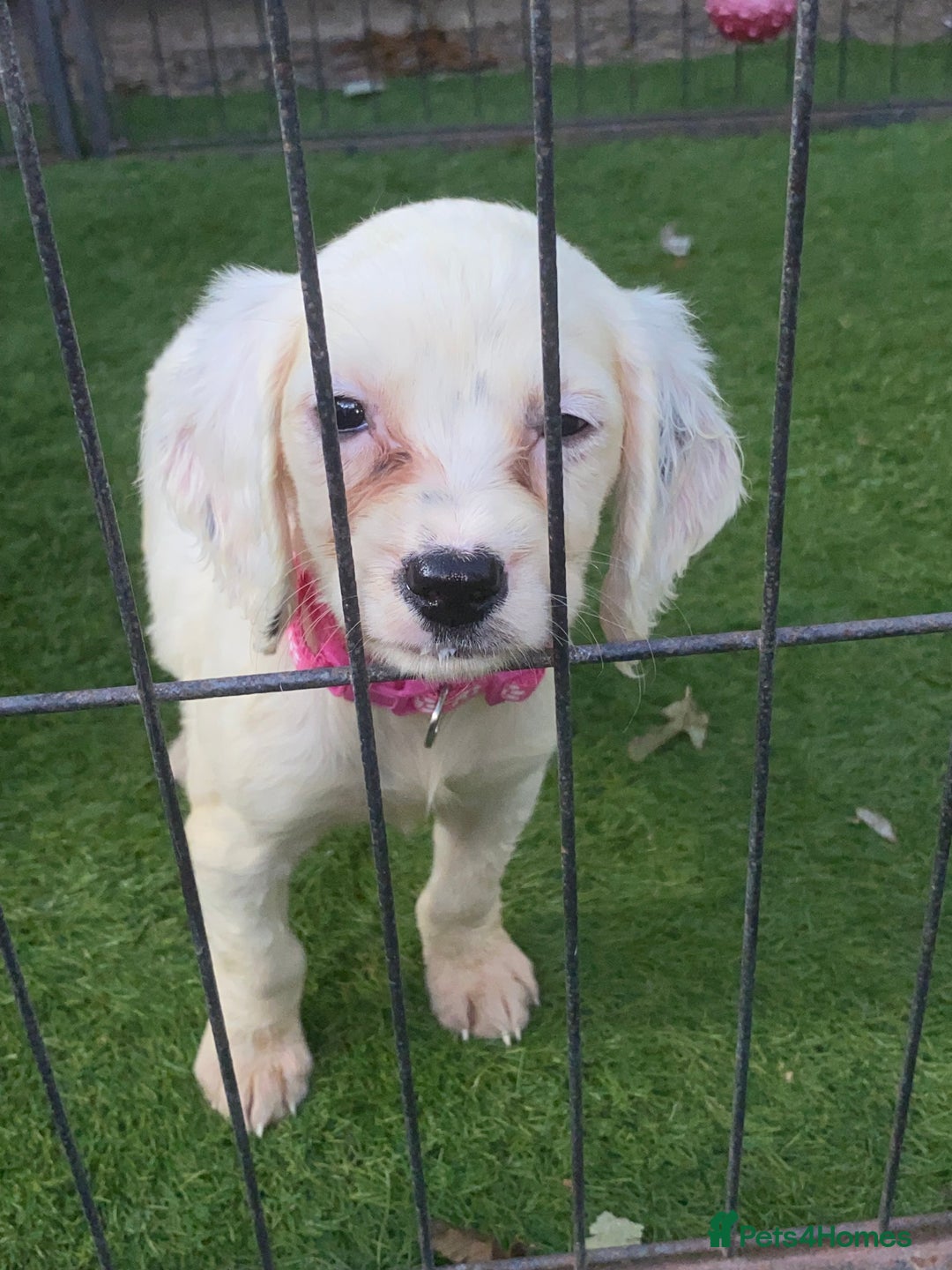 Cocker Spaniel dogs for sale: Cocker spaniel puppies  - Image 1