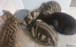 Mixed Breed cats for sale: Four kittens in search of their forever homes - Image 7