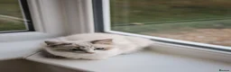 Ragdoll cats for sale: Tica Registered 💎 Ragdoll Kittens - Advert 7