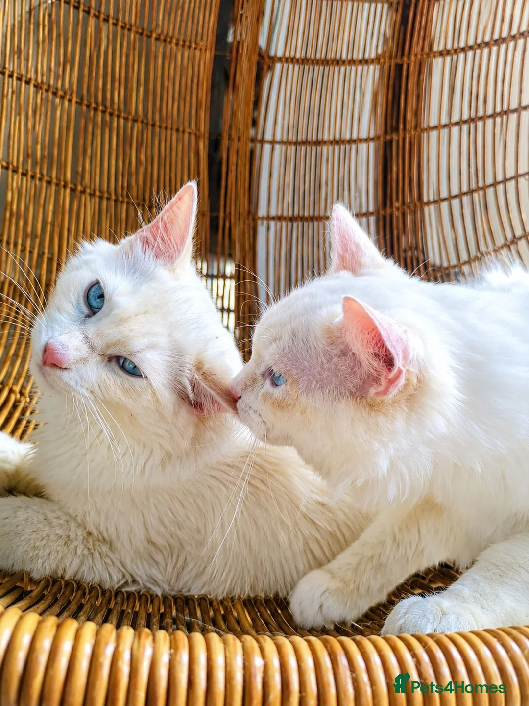 Ragdoll cats for sale: Flamepoint Tica Active Ragdoll Cubs - Advert 1