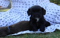 Cocker Spaniel dogs for sale: Adorable cocker spaniel puppies  - Image 12