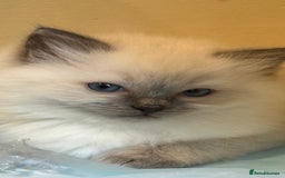 Ragdoll cats for sale: 3 Beautiful Female Blue Point Ragdoll Kittens - Image 6