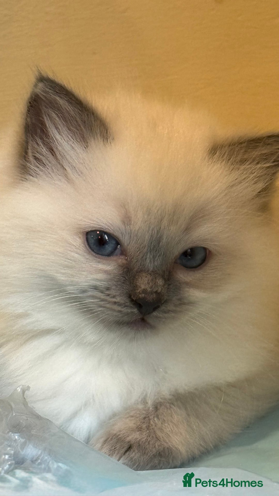 Ragdoll cats for sale: 3 Beautiful Female Blue Point Ragdoll Kittens - Image 6