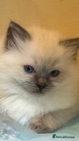Ragdoll cats - Advert 9